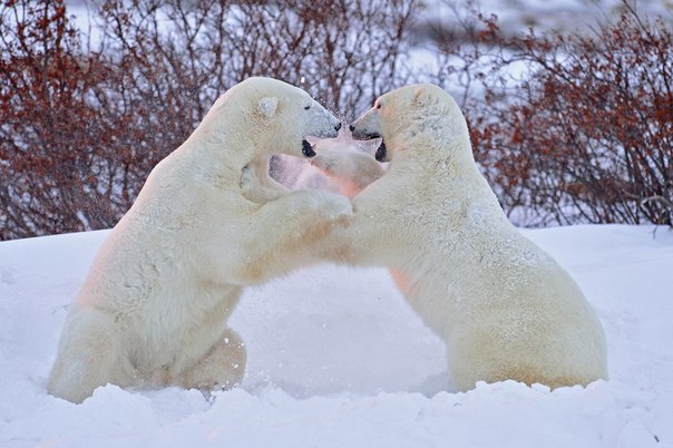 Игры на закате. Арктические белые медведи