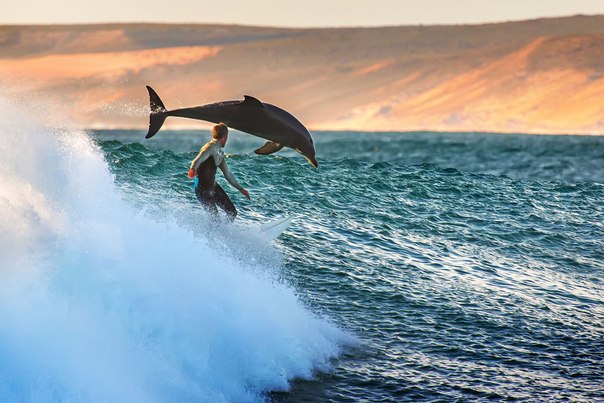 Серфер Трент Шербурн и дельфин у побережья Кальбарри, Западная Австралия