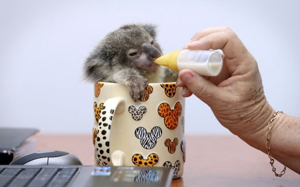 Рэймонд — крошка коала