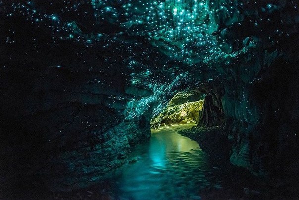 Пещера светлячков Ваитомо, Новая Зеландия