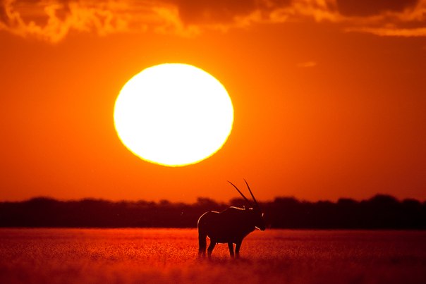 Обыкновенный орикс, или сернобык — вид саблерогих антилоп, обитающий в Восточной и Южной Африке.
