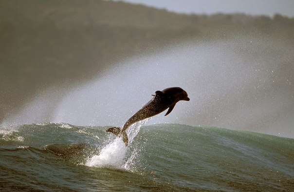 Дельфиний серфинг