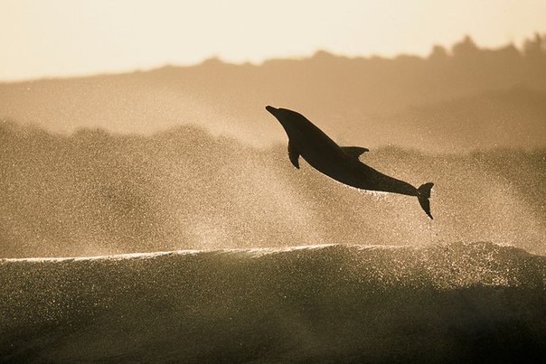 Дельфиний серфинг