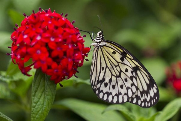 Бабочка сидит на цветке пентаса в Зоопарке Сан-Диего, 18 марта.