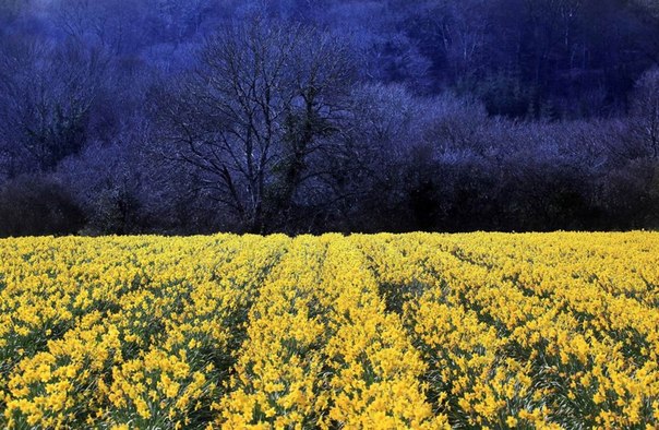 Нарциссы цветут в поле на ферме близ Труро, Англия, 21 марта.