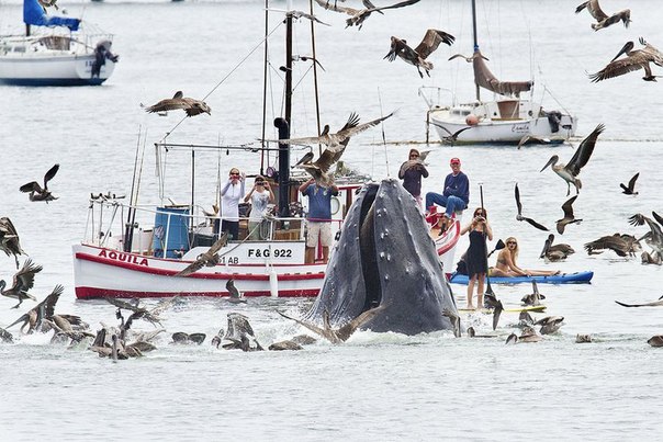 Горбатые киты у побережья калифорнии.