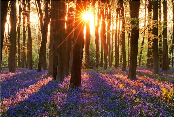 Колокольчики в лесу в Micheldever ранним утром, графство Хэмпшир, Англия.