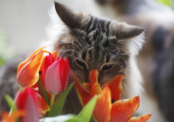 Кошка нюхает тюльпан солнечным весенним днём в Дортмунде, Германия, 17 марта.