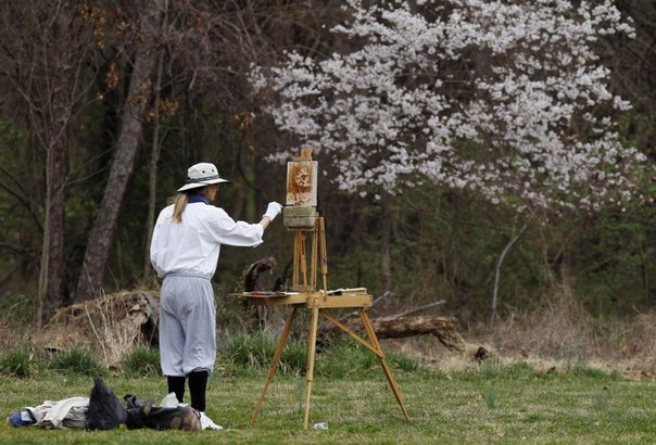 Художница Джанет Франкович рисует цветущее дерево кизила в парке Sligo Creek в Силвер-Спринг, штат Мэриленд, 15 марта.