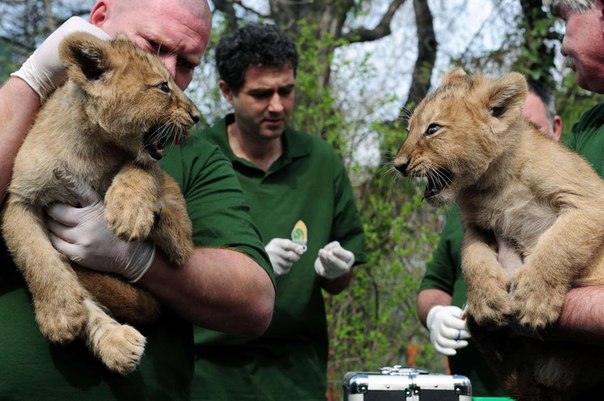 В будапештском зоопарке родились четыре львенка.