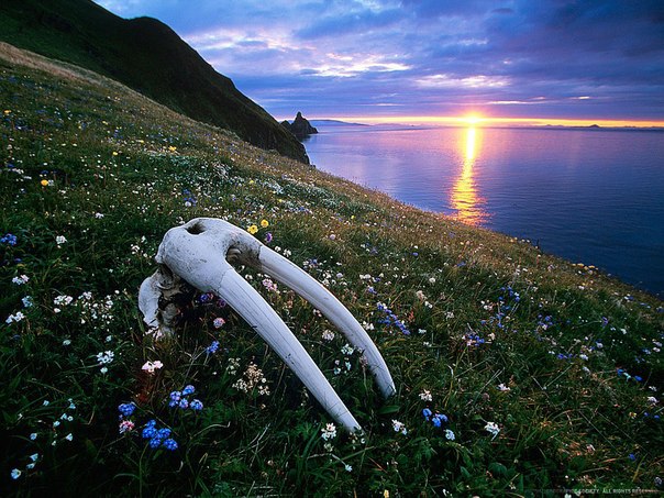 Череп моржа, Бристольский залив.
