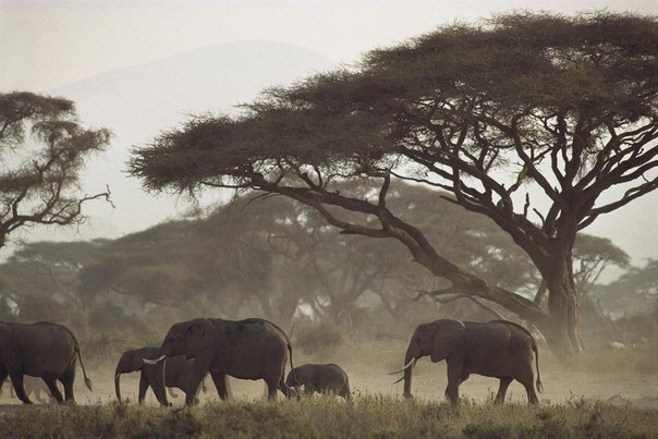 Африканские слоны.