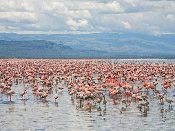 Озеро Накуру, Кения.