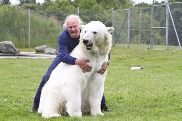 Профессиональный дрессировщик Марк Эббот Думас — единственный человек в мире, способный находиться в такой непосредственной близости от полярного медведя.