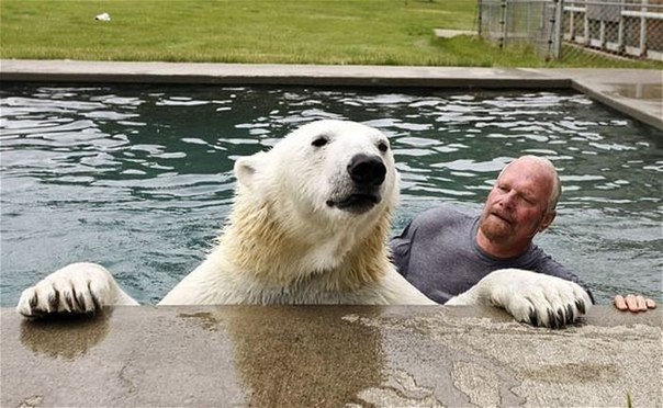 Профессиональный дрессировщик Марк Эббот Думас — единственный человек в мире, способный находиться в такой непосредственной близости от полярного медведя.