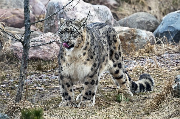 Снежный барс (ирбис или снежный леопард).