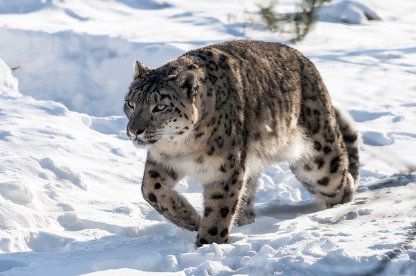 Снежный барс (ирбис или снежный леопард).