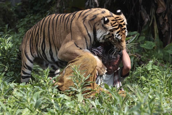 Бенгальский тигр, которого прозвали Муланом Джамиля, играет со своим смотрителем Солехом. Мазхаба Аль-Хаффах, Маланг, Индонезия, 19 марта 2013 года. 