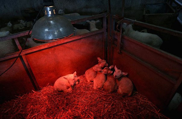Новорожденные ягнята греются под инфракрасными лампами на ферме в Бреконе, Уэльс, 1 апреля 2013 года.