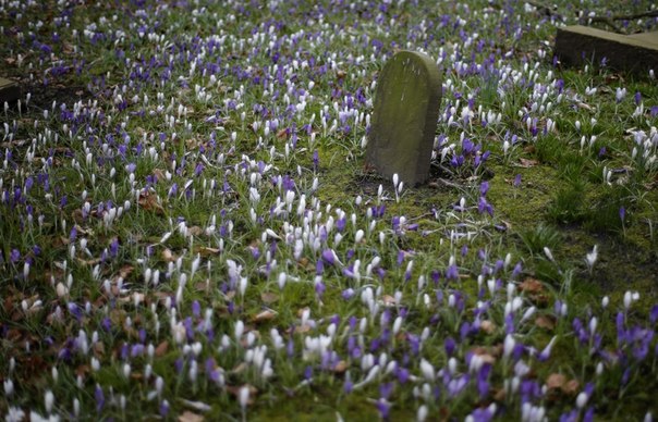 Весенние цветы распустились на кладбище во дворе церкви в Натсфорде на севере Англии, 19 марта 2013 года.