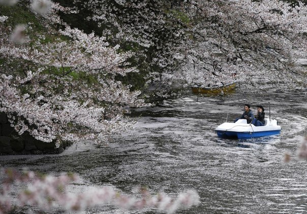 Люди любуются цветущими сакурами в Токио, Япония, 1 апреля.