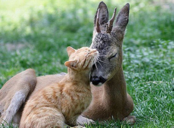 Сотрудники Одесского зоопарка несколько лет наблюдают за трепетной дружбой между одним из обитателей зоопарка – косулей и дворовым котом.