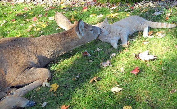 Сотрудники Одесского зоопарка несколько лет наблюдают за трепетной дружбой между одним из обитателей зоопарка – косулей и дворовым котом.