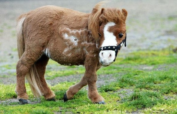 Самая маленькая лошадь Австралии.