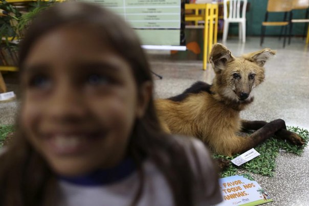 В Бразилии зоопарк пошел к детям