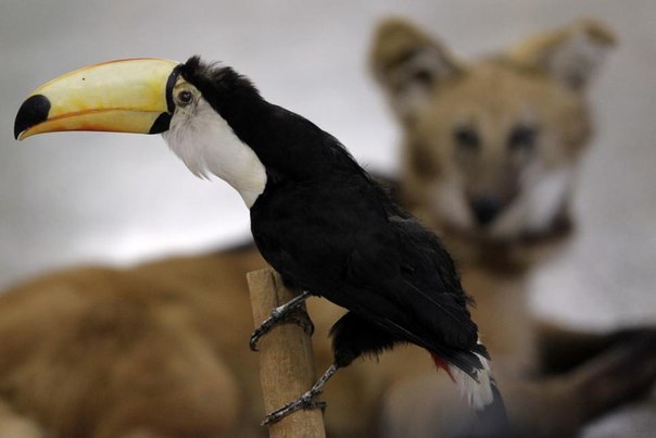 В Бразилии зоопарк пошел к детям