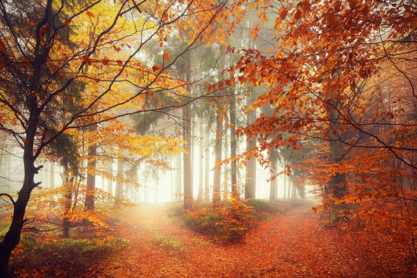 Осенний лес в Баварии, Германия.
