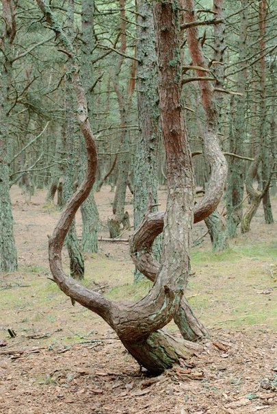 "Танцующий лес" в Калининградской области