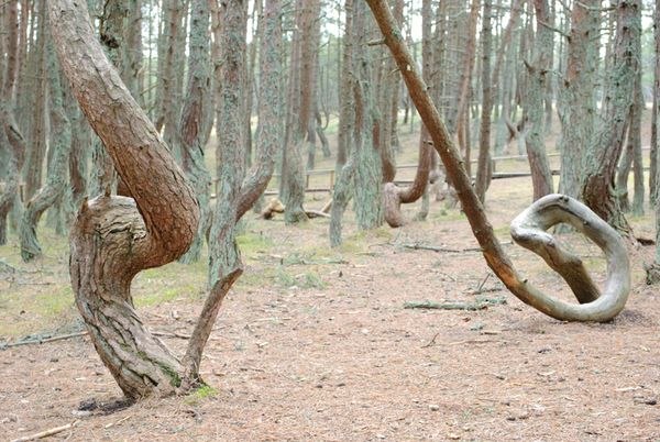 "Танцующий лес" в Калининградской области