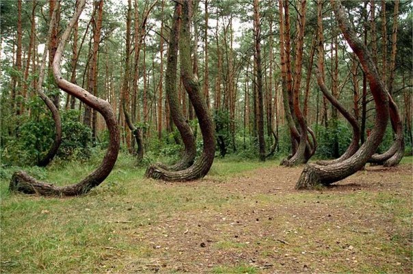 «Кривой лес» в Польше