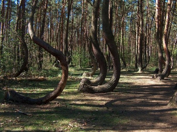 «Кривой лес» в Польше