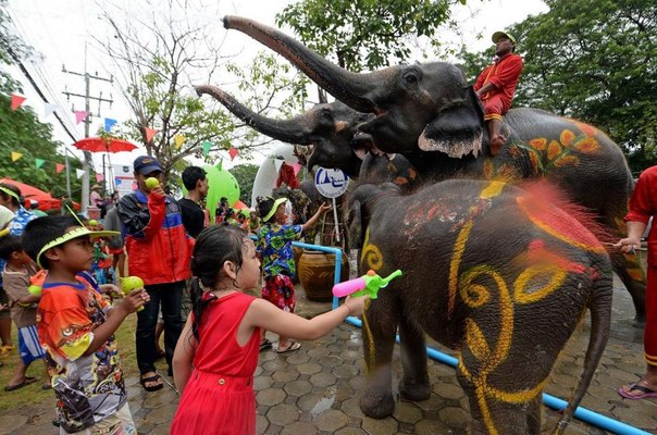 В канун нового года на Таиланде (отмечается 13 апреля) во многих городах и провинции страны начинается фестиваль, который в обязательном порядке включает в себя обливание водой. Для этого используют слонов и их чудесные хоботы.