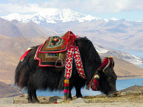 Як рядом озером Ямдрок, Тибет.