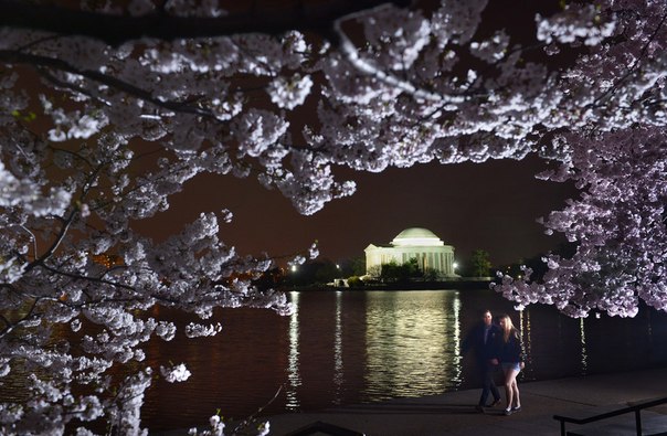Люди идут под цветущей вишней вдоль приливного бассейна в Вашингтоне, округ Колумбия, 8 апреля 2013 года.