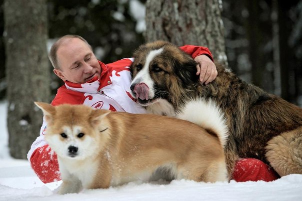 Пресс-служба Кремля распространила фотографии президента Путина, играющего с собаками: болгарской овчаркой Баффи и японской акита-ину по кличке Юмэ.