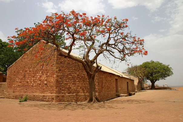 Огненное дерево (Delonix regia) у кирпичного здания в Мали.