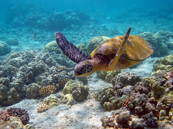 Зелёная черепаха (Chelonia mydas) под водой, Гавайи.