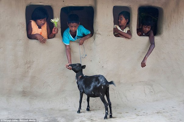 Дети кормят козу в Индии.