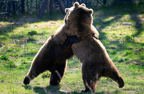 Изящное "танго" двух взрослых бурых медведей в вольере заповедника «Медвежий лес» в Штюре, Германия.