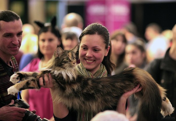 Хозяйка демонстрирует жюри своего мэйн-куна на выставке кошек SofistiCAT Spring Show 2013 в Бухаресте, 6 апреля 2013 года. 