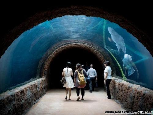 В Сингапуре открылся самый большой пресноводный аквариум