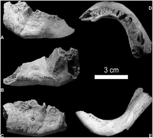 Ученые, возможно, нашли первый гибрид неандертальца и человека