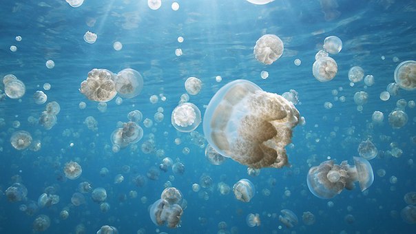 Озеро медуз, Палау: пять миллионов медуз плывут в озере каждый день, следуя на восток утром и на запад днем во время удивительной миграции. Ночами медузы погружаются на глубину до 13 метров, поглощая богатые питательными веществами бактерии, которые необходимы им для выживания. (Photo Credit Â© NGT)
