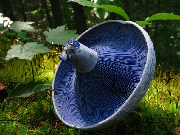 Млечник голубой (лат. Lactarius indigo), съедобный гриб, произрастающий в Северной, Центральной Америке и Азии.