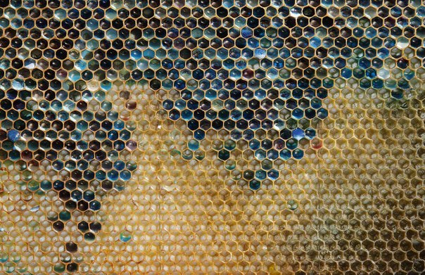 Пчелы умеют делать разноцветный мед