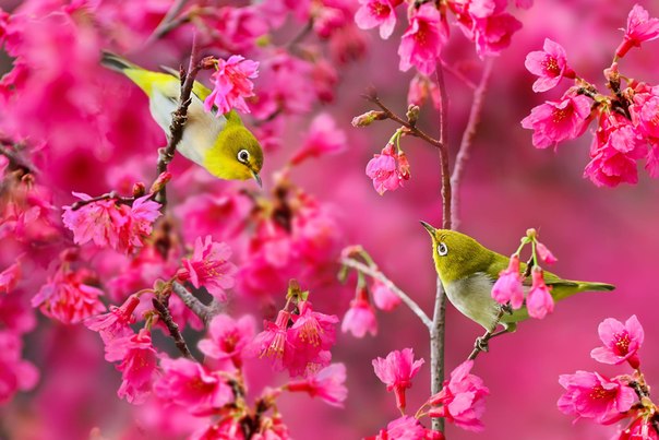 Японская белоглазка — маленькая перелётная субтропическая птица, отряд воробьинообразные.